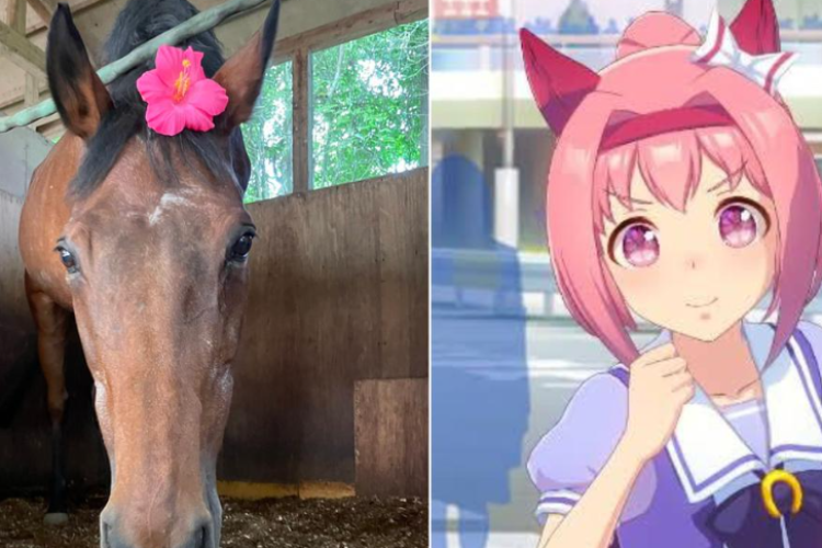 Haru Urara el caballo japonés que inspiró Umamusume ha fallecido, ¡Los jugadores están de luto!