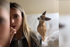 Enlace Al Vídeo Completo de Mujer Y Perro en Telegram,  ¡échale Un Vistazo Aquí! Te Mantendrá en Vilo.